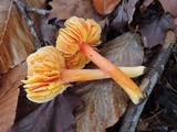 Hygrocybe punicea image