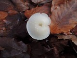 Hygrophorus pusillus image