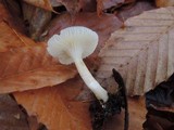 Hygrophorus pusillus image