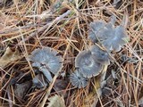 Mycena leptocephala image