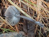 Mycena leptocephala image
