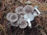 Tricholoma terreum image