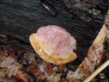 Daedalea quercina image