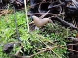 Helvella elastica image