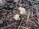Helvella crispa image