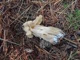 Helvella crispa image