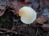 Hygrophorus pusillus image