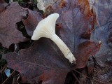 Hygrophorus pusillus image