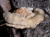 Bjerkandera adusta image