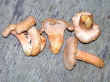 Cantharellus formosus image