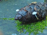 Strobilurus trullisatus image
