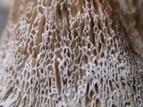 Abortiporus biennis image