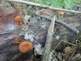 Pholiota granulosa image