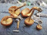 Pholiota granulosa image