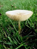 Hymenopellis megalospora image