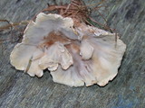 Abortiporus biennis image