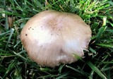 Pluteus petasatus image