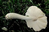Pluteus petasatus image