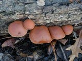 Gymnopilus liquiritiae image