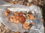Gymnopilus liquiritiae image