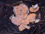 Cantharellus roseocanus image