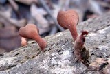 Dacryopinax elegans image