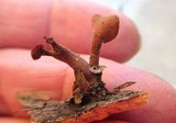 Dacryopinax elegans image