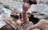 Dacryopinax elegans image