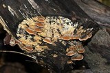 Pycnoporellus fulgens image