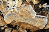 Pycnoporellus fulgens image