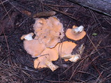 Cantharellus roseocanus image