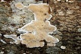 Pycnoporellus fulgens image