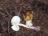 Amanita augusta image