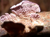Trichaptum fuscoviolaceum image