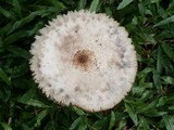 Chlorophyllum hortense image