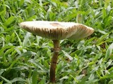 Chlorophyllum hortense image