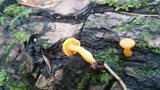 Chrysomphalina aurantiaca image