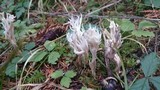 Clavulina coralloides image