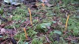 Clavulinopsis laeticolor image