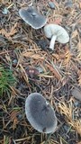 Tricholoma terreum image