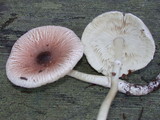 Lepiota rubrotinctoides image