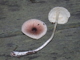 Lepiota rubrotinctoides image