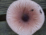 Lepiota rubrotinctoides image