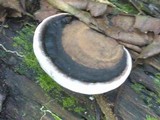 Ganoderma orbiforme image
