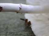 Lepiota rubrotinctoides image