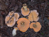 Cantharellus roseocanus image