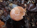 Lactarius vinaceorufescens image
