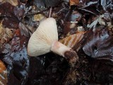Lactarius vinaceorufescens image