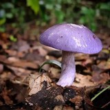 Cortinarius iodes image