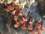 Metatrichia vesparium image